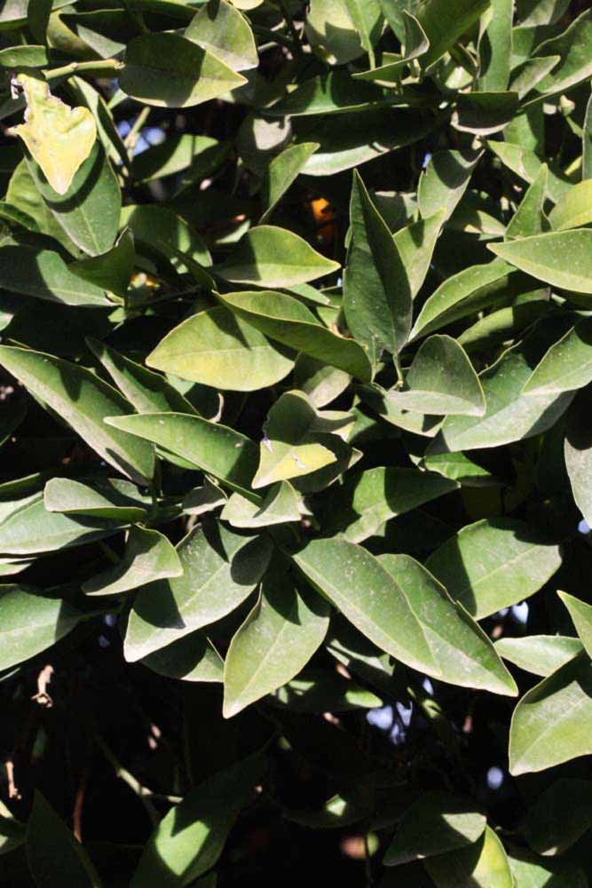            Sun leaves (Coarse, Riverside, CA)   